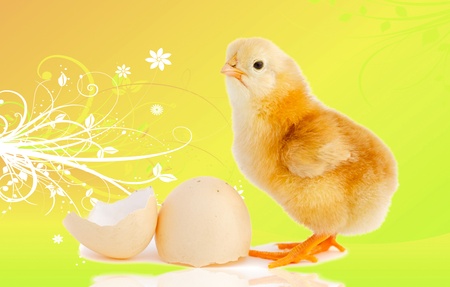 Funny little chicken with a egg isolated on a over yellow background