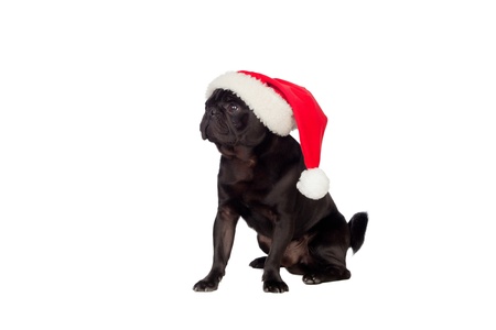 Nice pug carlino dog with Christmas hat isolated on white backgroundの写真素材