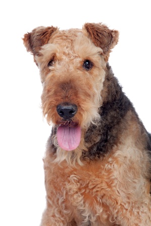 Nice airedale terrier breed dog isolated on white backgroundの写真素材