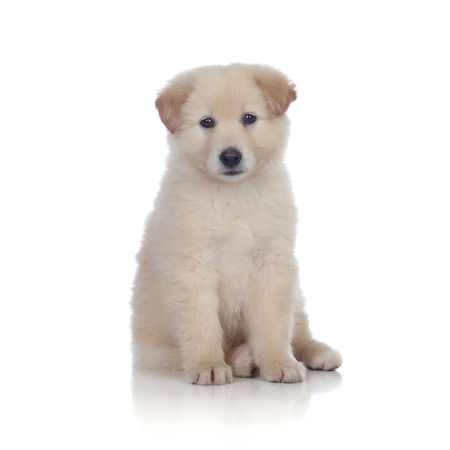Nice dog with soft white hair sitting isolated
