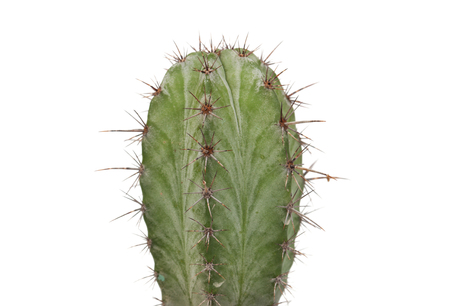 Thorny cactus plant isolated on white backgroundの写真素材