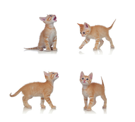 Beautiful little cat in differents positions isolated on a white backgroundの写真素材