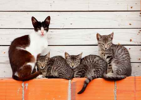 Three kittens sleeping next to his motherの写真素材