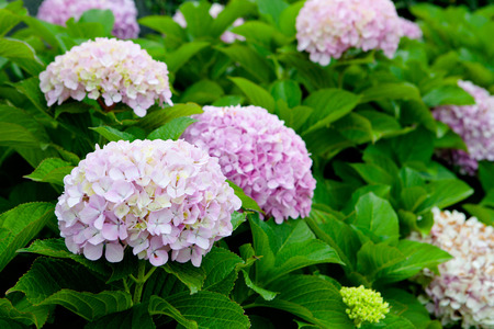 Beautiful hydrangea plant with pink flowers
