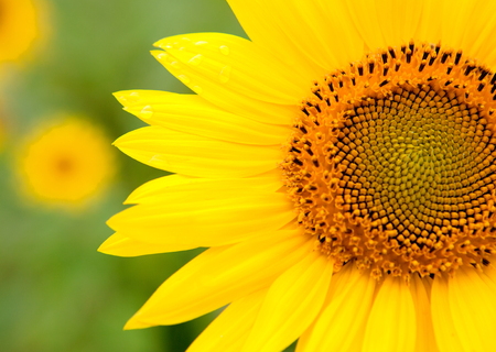 Beautiful sunflower with bright yellow with more sunflowers of backgroundの写真素材