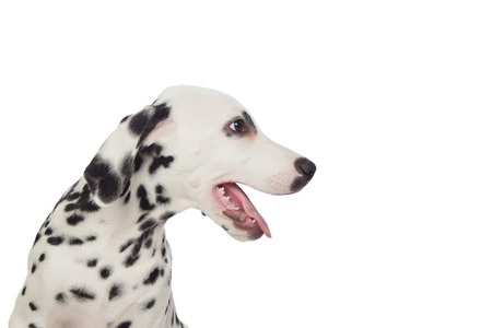 Beautiful Dalmatian with black spotted isolated on white backgroundの写真素材