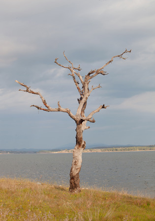Dry tree at the foot of a lake in Spainの写真素材