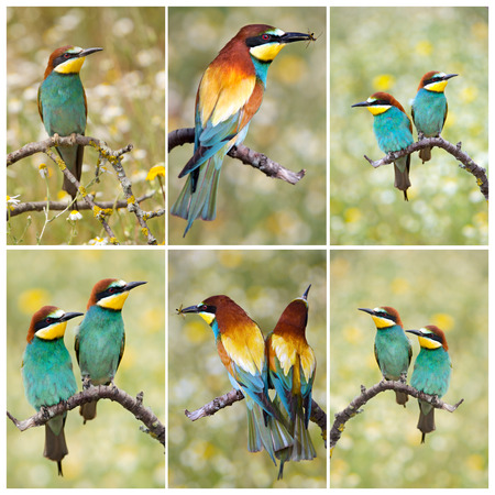The beautiful bee-eaters wildlife in their habitat.の写真素材