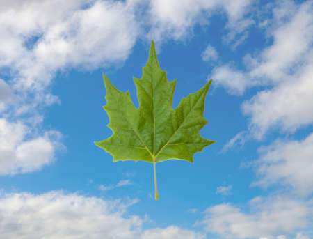 Green leaf on a blue sky with white cloudsの写真素材