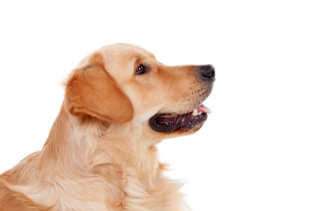 Beautiful Golden Retriever dog breed in isolated studio on white backgroundの写真素材