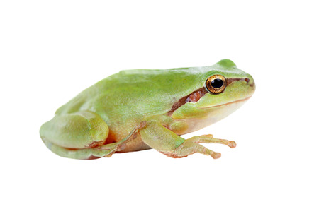 Green frog with bulging eyes golden isolated on white background