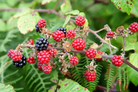 Plant full of red and black blackberries