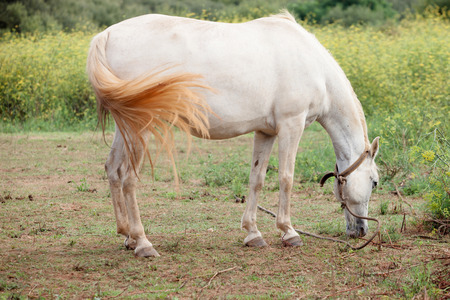 White horse in the meadow grazing grass prairieの写真素材