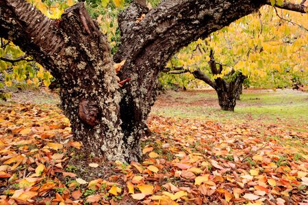 Huge trunk of a cherry tree full of yellow leaves on the groundの写真素材