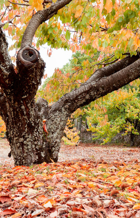 Huge trunk of a cherry tree full of yellow leaves on the groundの写真素材