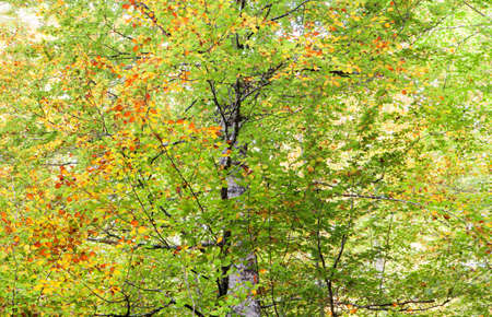 Tree full of leaves starting to turn yellow. Come autumn