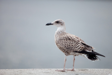 Seagull perched by the sea resting the flight