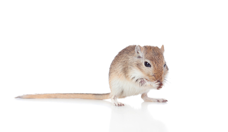 Portrait of a funny gergil eating isolated on a white backgroundの写真素材