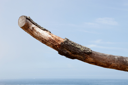 Dry tree trunk with the sea horizon in the backgroundの写真素材