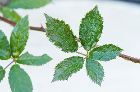 Wet leaf of bramble with drops of the rainの写真素材