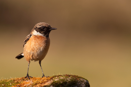 Nice specimen of male Stonechat perched on a rock filled with mossの写真素材