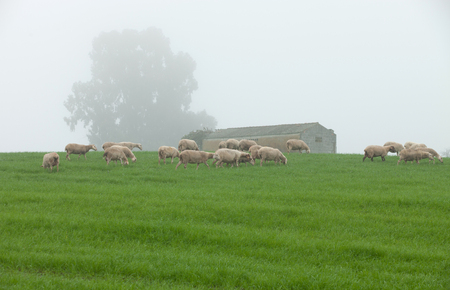 Sheep grazing on a green meadow during a foggy winter morningの写真素材