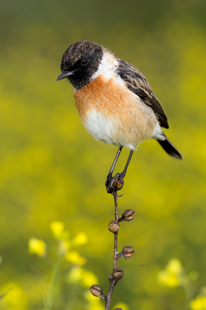 Nice specimen of male Stonechat with flowered backgroundの写真素材