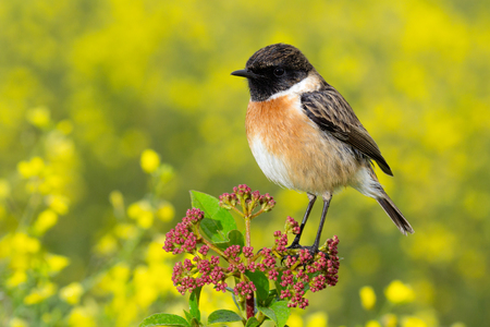 Nice specimen of male Stonechat with flowered backgroundの写真素材