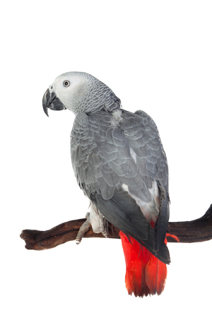 Pretty red-tailed gray parrot isolated on white backgroundの写真素材