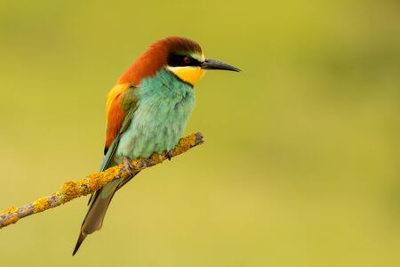 Small bird perched nice plumage on a branch