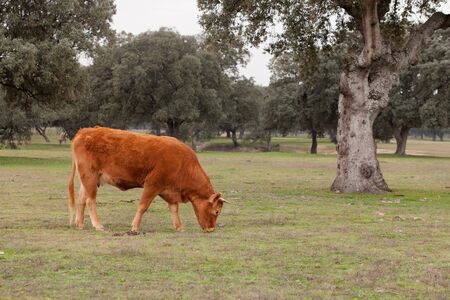 Beef cows grazing in the pastures of Extremadura in Spainの写真素材