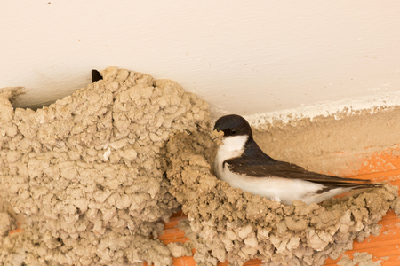 Small urban bird building its nest in the wall of a buildingの写真素材