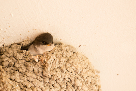 Chick common plane waiting for his mother in the nestの写真素材