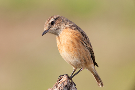 Beautiful wild bird perched on a branch in natureの写真素材