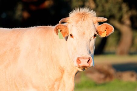 Beef cows grazing in the pastures of Extremadura in Spainの写真素材