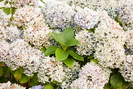 Big hydrangea plant with many flowers