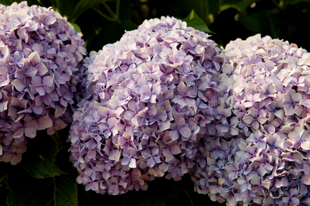 Big hydrangea plant with many flowers