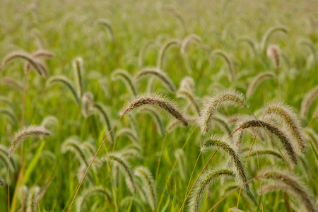 Beautiful wheat field to use as wallpaperの写真素材