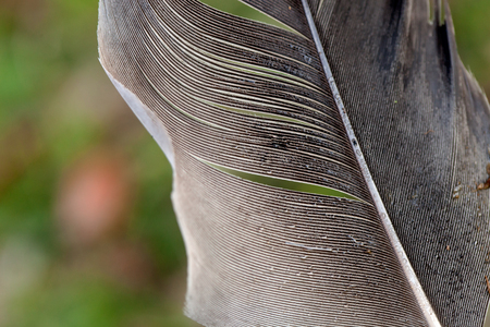 Feather texture in gray tones close upの写真素材