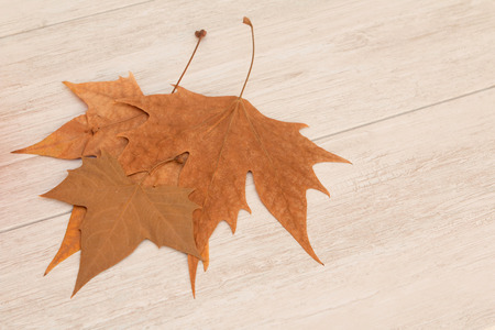 Dry leaves on the green grass. Autumn arrives