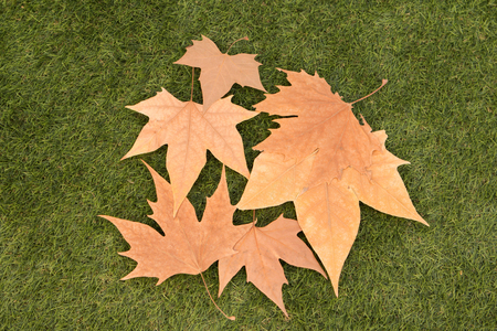 Dry leaves on the green grass. Autumn arrives