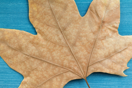 Dry leaf on blue wooden background. Autumn arrivesの写真素材