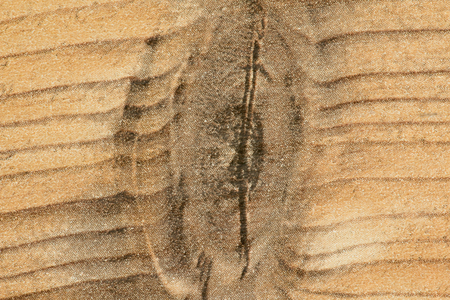 Details of a rustic wood grain for wallpaperの写真素材