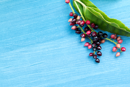 wild branch full of autumn fruits on a wooden blue background