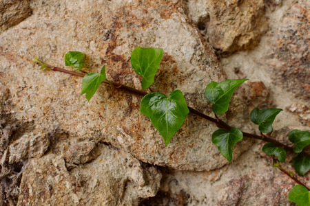 Green branch of ivy growing on the stoneの写真素材