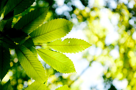 Green leaves background in sunny dayの写真素材