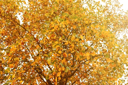 The tops of the trees golden autumn