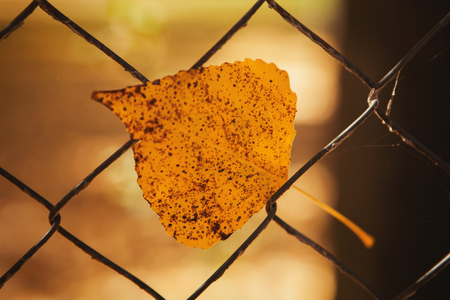 Yellow leaf in a metallic fence. Colors from autumnの写真素材