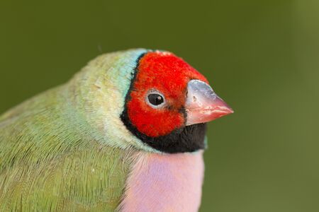 Beautiful colored bird with a funny headの写真素材