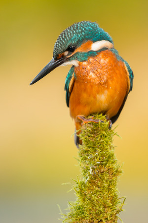 Kingfisher perched on a branch in its natural habitatの写真素材